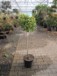 Preview: Osmanthus hetroph. Goshiki